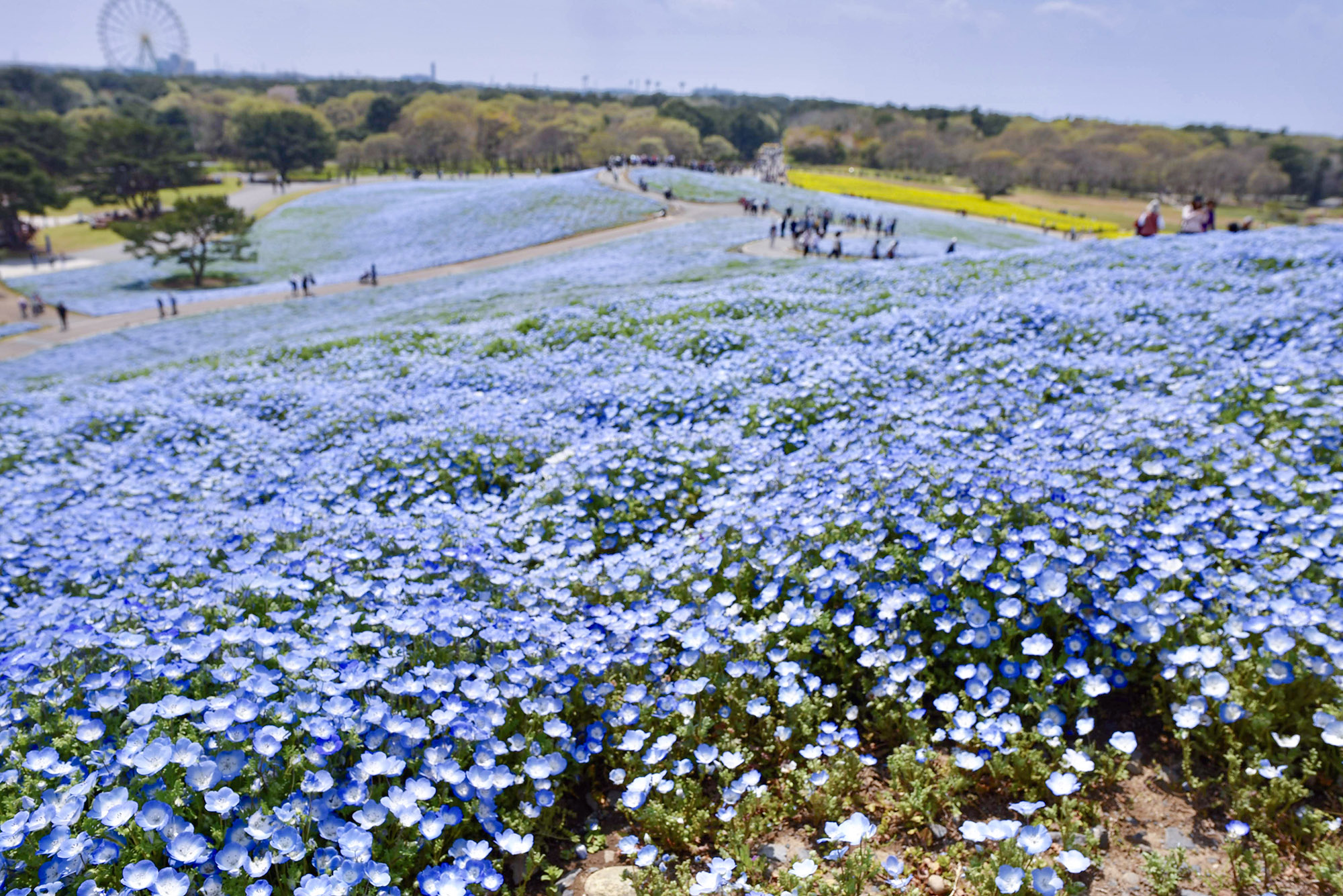 茨城の観光スポットを厳選